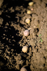 organic potatoes on a field