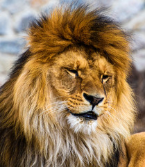 Fototapeta premium Piękny potężny lew