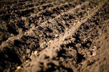 organic potatoes on a field