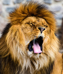 Beautiful Mighty Lion