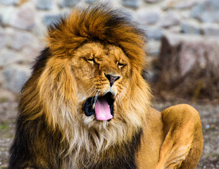 Beautiful Mighty Lion