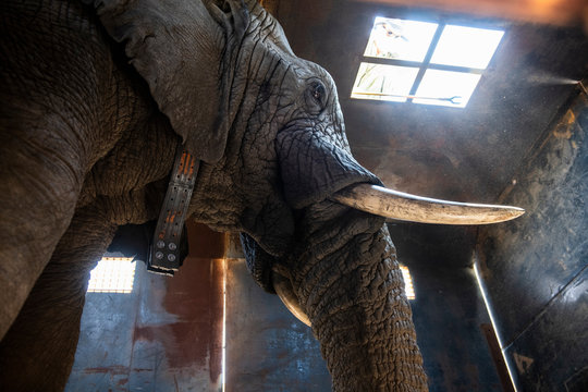 African elephant in truck