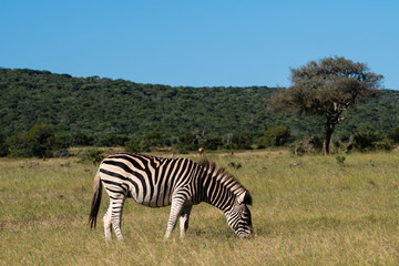Fototapeta na wymiar Zebra on savannah
