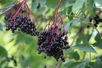 Black Sambucus nigra in summer