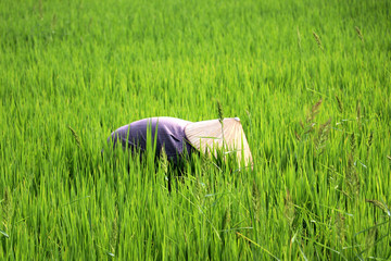 Rice farmer at harvest - Vietnam Asia