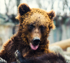 Obraz na płótnie Canvas Portrait of young brown bear