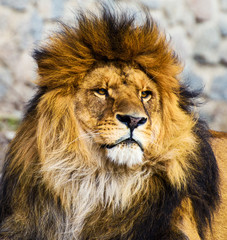 Fototapeta premium Beautiful Mighty Lion