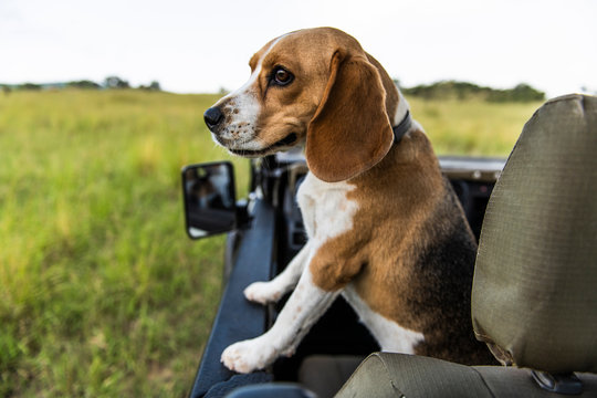 Beagle dog sitting in vehicle
