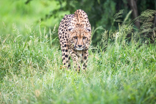 Portrait of cheetah walking on grassy landscape