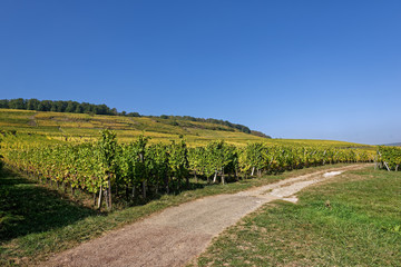 Fototapeta na wymiar Vignes, Paysage d’automne, Alsace, France
