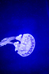 Naklejka na ściany i meble Beautiful jellyfish, medusa in the neon light with the fishes. Underwater life in ocean jellyfish. exciting and cosmic sight