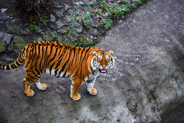 Fototapeta premium Beautiful Amur tiger