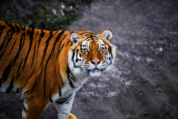 Fototapeta na wymiar Beautiful Amur tiger
