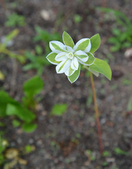 The blossoming euphorbia bordered (Euphorbia marginata)
