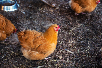 hen on a farm