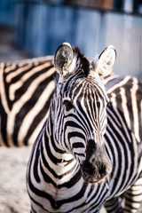 Obraz na płótnie Canvas Zebra portrait outdoor