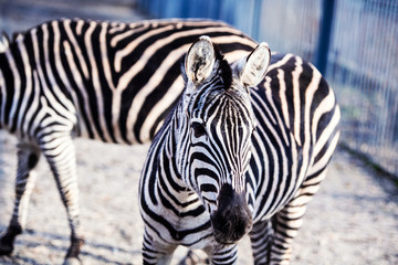 Fototapeta premium Zebra portrait outdoor