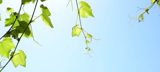Weinblätter im Gegenlicht freigestellt - Banner