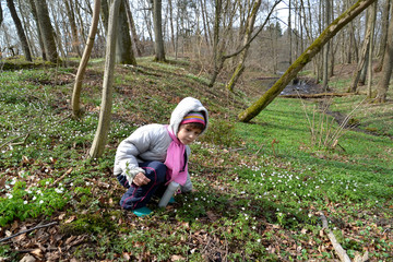 The little girl collects an wood anemone  on the bank of a forest stream. Spring