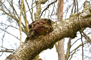 Birch mushroom of a chag (Inonotus obliquus (Ach. ex Pers.) Pil.) on a tree trunk