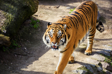 Beautiful Amur tiger