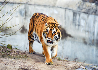 Beautiful Amur tiger