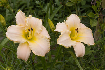Fototapeta na wymiar blush lily pair