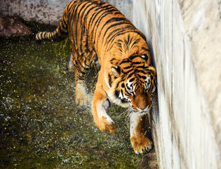 Beautiful Amur tiger
