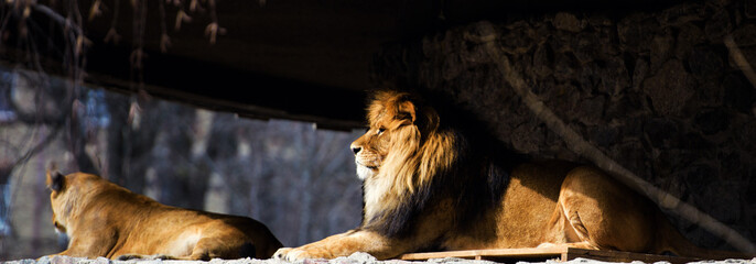Beautiful Mighty Lion