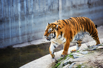 Beautiful Amur tiger
