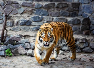 Rolgordijnen Beautiful Amur tiger © The Len