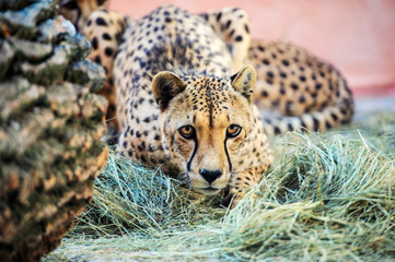 cheetah, beautiful portrait