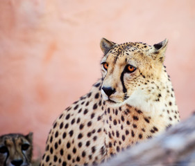 cheetah, beautiful portrait