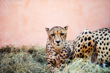 cheetah, beautiful portrait