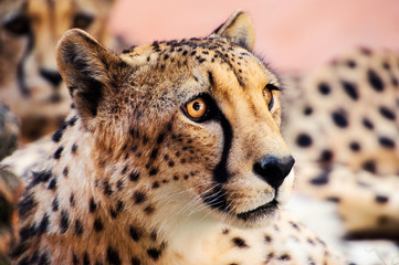 cheetah, beautiful portrait
