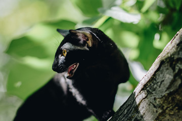кошка сфинкс (cat sphinx)