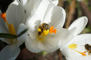 Makroaufnahme einer Biene beim Pollen sammeln auf einem weissen Krokus