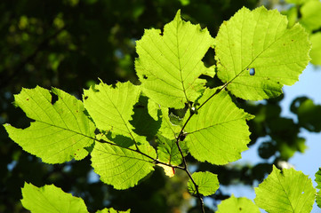 Fototapeta na wymiar hazelnut leaves in bright sunshine