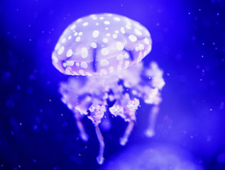 Fototapeta premium Beautiful jellyfish, medusa in the neon light with the fishes. Underwater life in ocean jellyfish. exciting and cosmic sight