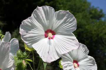 Big flowers of Hibiskus Newbiscus XXL © ClaraNila
