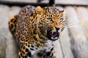 Portrait of a beautiful leopard