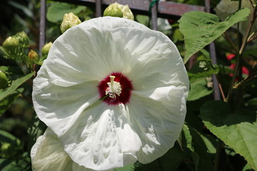 Hibiskus Newbiscus XXL © ClaraNila