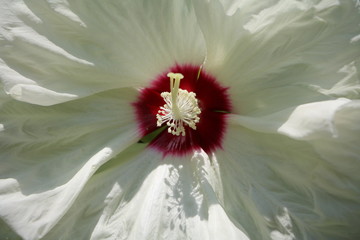 Close up of white Hibiskus Newbiscus XXL © ClaraNila