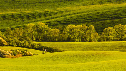 Fototapeta premium Moravian Tuscany in spring