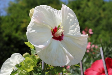 White Hibiskus Newbiscus XXL © ClaraNila