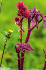 Medicinal and Ornamental Garden Plant Castor Oil