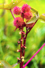 Medicinal and Ornamental Garden Plant Castor Oil