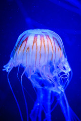 Beautiful jellyfish, medusa in the neon light with the fishes. Underwater life in ocean jellyfish. exciting and cosmic sight