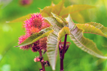 Medicinal and Ornamental Garden Plant Castor Oil