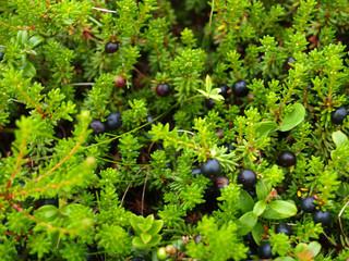 Berries  crowberry  (Empetrum nigrum L.)